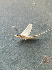 Pentagenia vittigera