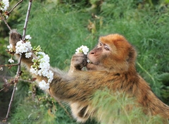 Macaca sylvanus