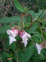 Impatiens glandulifera