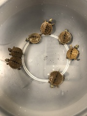 Graptemys ouachitensis