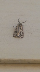 Apantesis virguncula