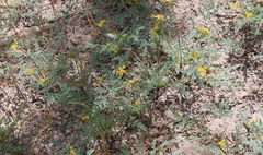 Lomatium grayi