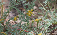 Lomatium grayi