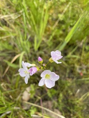 Cardamine pratensis