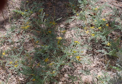 Lomatium grayi