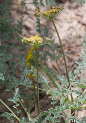 Lomatium grayi