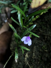 Dianthera lindeniana
