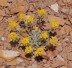 Physaria chambersii