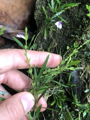 Dianthera lindeniana