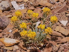 Physaria chambersii
