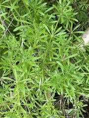 Galium aparine