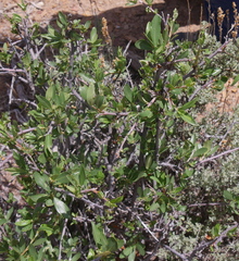 Cercocarpus ledifolius