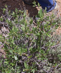 Cercocarpus ledifolius