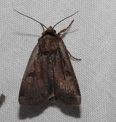 Parabagrotis