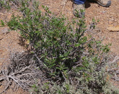 Cercocarpus ledifolius