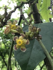 Prestonia portobellensis