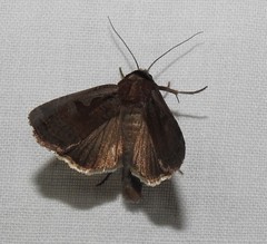 Parabagrotis