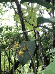 Prestonia portobellensis