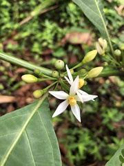 Witheringia coccoloboides