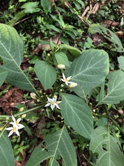 Witheringia coccoloboides