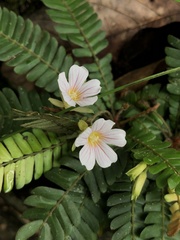 Biophytum dendroides