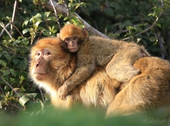 Macaca sylvanus