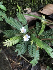 Biophytum dendroides