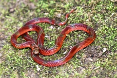 Micrurus langsdorffi