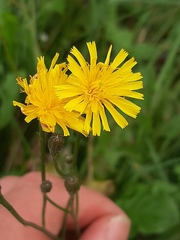 Scorzoneroides autumnalis