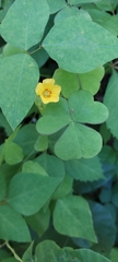 Oxalis grandis