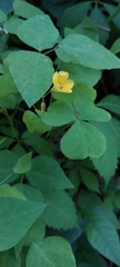 Oxalis grandis