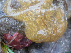 Eudistoma