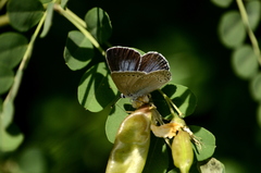 Iolana iolas