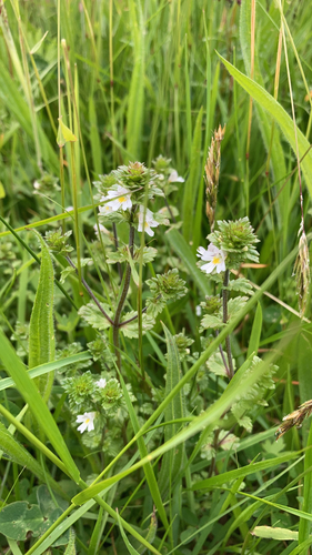 Euphrasia arctica, photograph 3