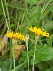 Scorzoneroides autumnalis