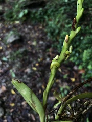 Epidendrum cardiophorum