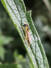 Sphaerophoria scripta