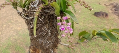 Aerides maculosa