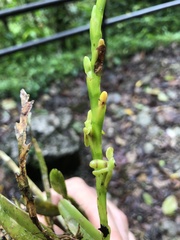 Epidendrum cardiophorum