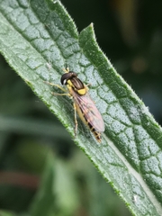 Sphaerophoria scripta