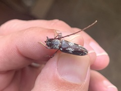 Elaphidion mimeticum