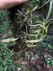Epidendrum cardiophorum