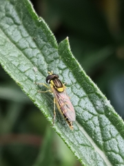 Sphaerophoria scripta