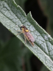 Sphaerophoria scripta