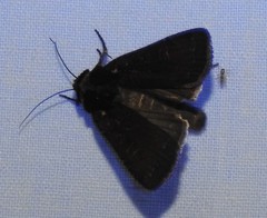 Parabagrotis