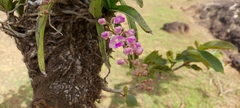 Aerides maculosa