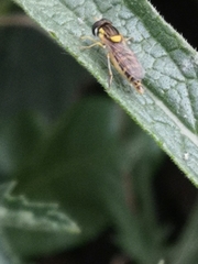 Sphaerophoria scripta