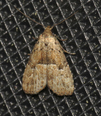 Hypenodes franclemonti