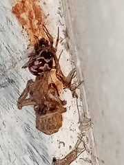 Steatoda triangulosa