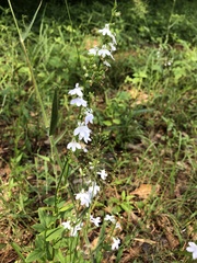 Lobelia appendiculata